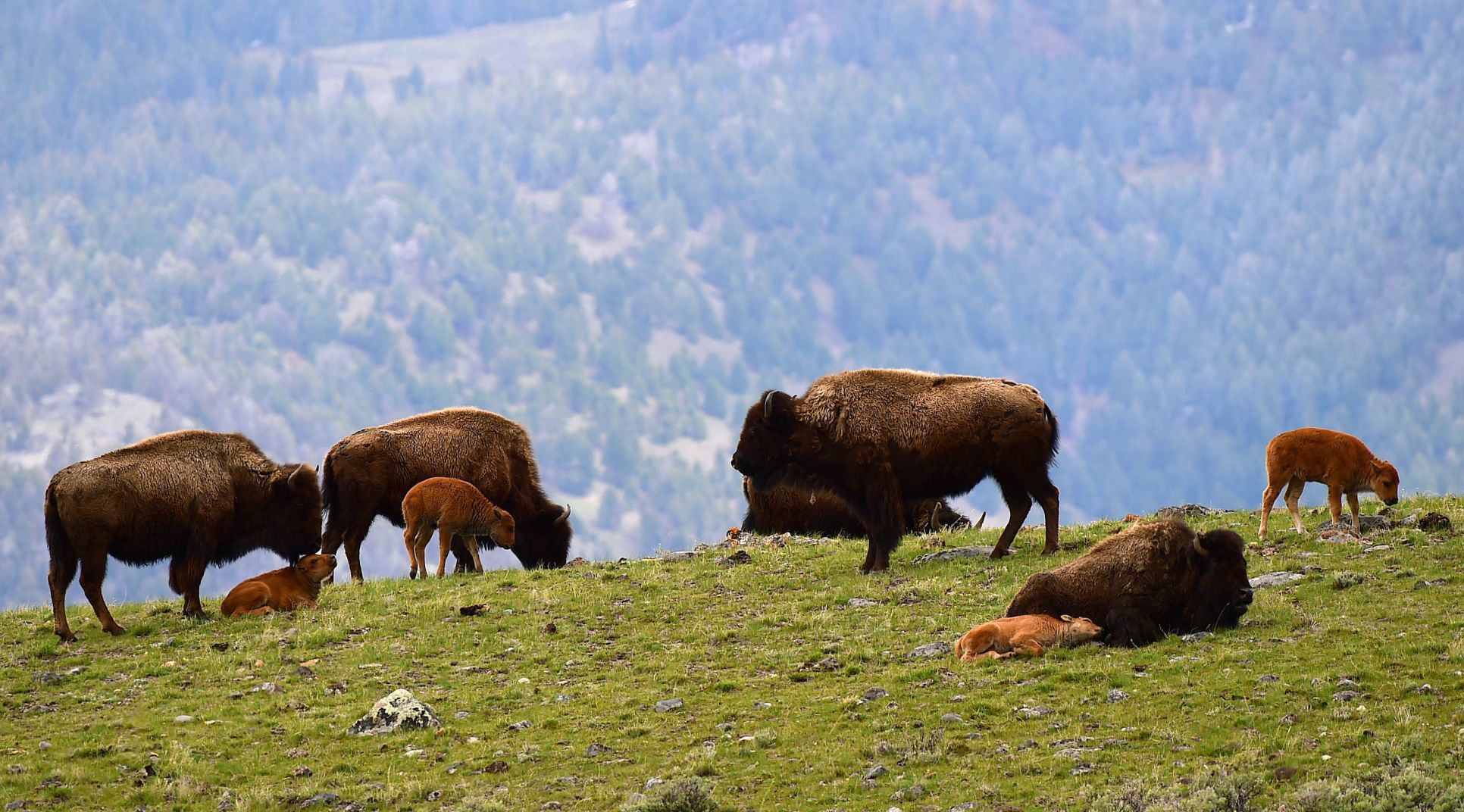 Spring in Yellowstone